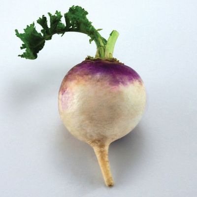 Turnip 'Purple Top White Globe' Cell Pak (6)