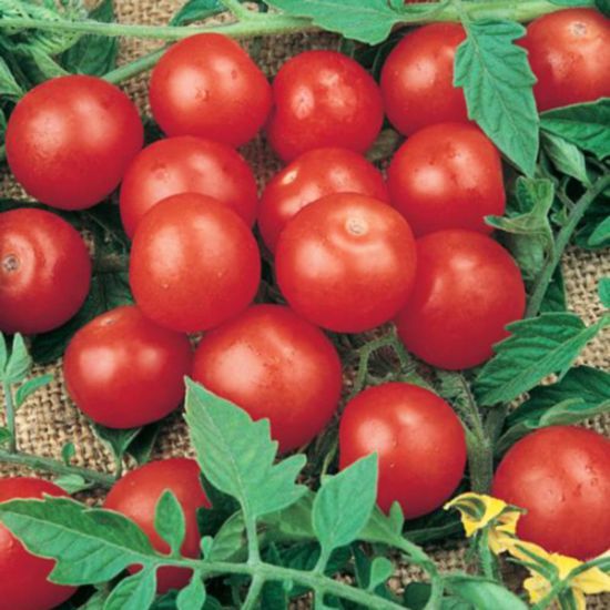 Tomato 'Tiny Tim' Cell Pak (4)
