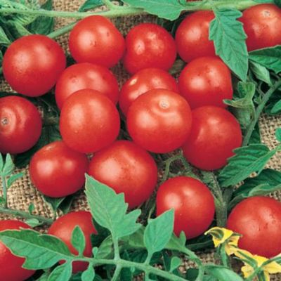 Tomato 'Tiny Tim' Cell Pak (4)