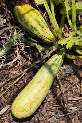 Zucchini 'Bossa Nova' Cell Pak (4)