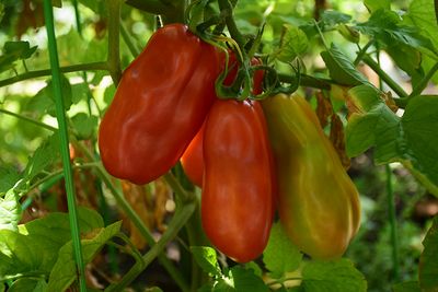 Tomato 'San Marzano' Cell Pak (4)