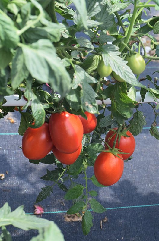 Tomato 'Little Napoli' Cell Pak (4)