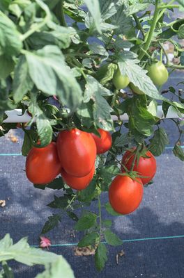 Tomato 'Little Napoli' Cell Pak (4)