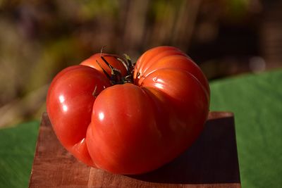 Tomato 'Bush Beefsteak' Cell Pak (4)