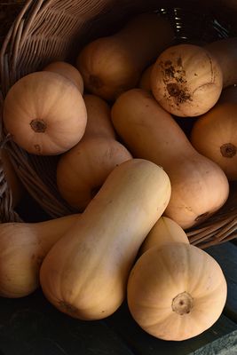 Squash 'Early Butternut' Cell Pak (4)