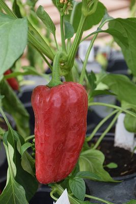 Sweet Pepper 'Super Shepherd' Cell Pak (4)