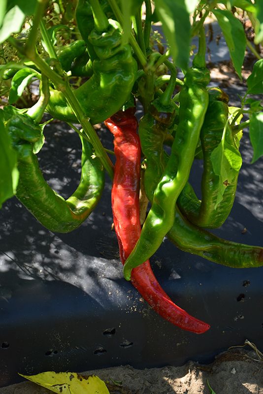 Hot Pepper 'Long Red Cayenne' Cell Pak (4)