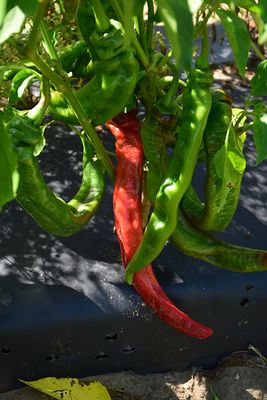 Hot Pepper 'Long Red Cayenne' Cell Pak (4)