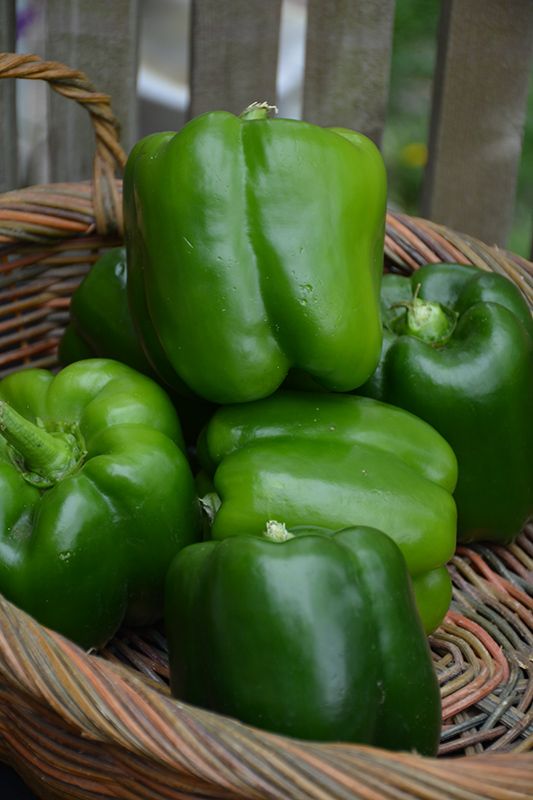 Sweet Pepper 'California Wonder' Cell Pak (4)