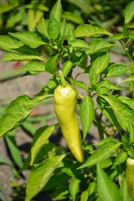 Hot Pepper 'Hungarian Hot Wax' Cell Pak (4)