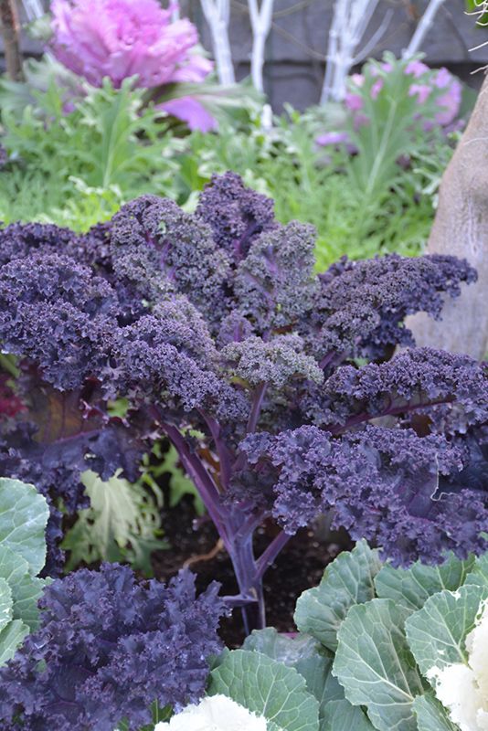 Kale 'Redbor' Cell Pak (6)