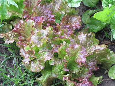 Lettuce 'Red Salad Bowl' Cell Pak (6)