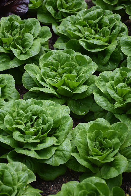 Lettuce 'Buttercrunch' Cell Pak (6)