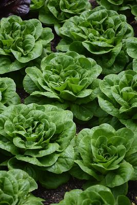 Lettuce 'Buttercrunch' Cell Pak (6)