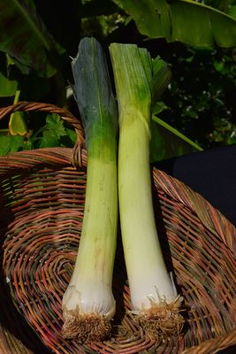 Leek 'American Flag' Cell Pak
