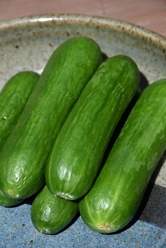 Cucumber 'Straight Eight' Cell Pak (4)