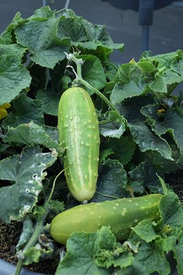 Cucumber 'Patio Snacker' Cell Pak (4)