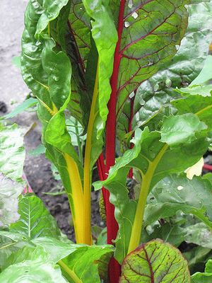 Swiss Chard 'Bright Lights' Cell Pak (6)