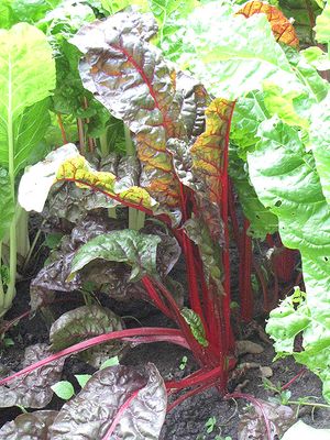 Swiss Chard 'Rhubarb' Cell Pak (6)