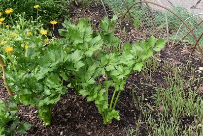Celery 'Nero' Cell Pak (6)