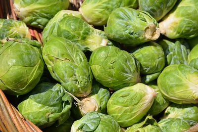Brussel Sprouts 'Jade Cross' Cell Pak (6)
