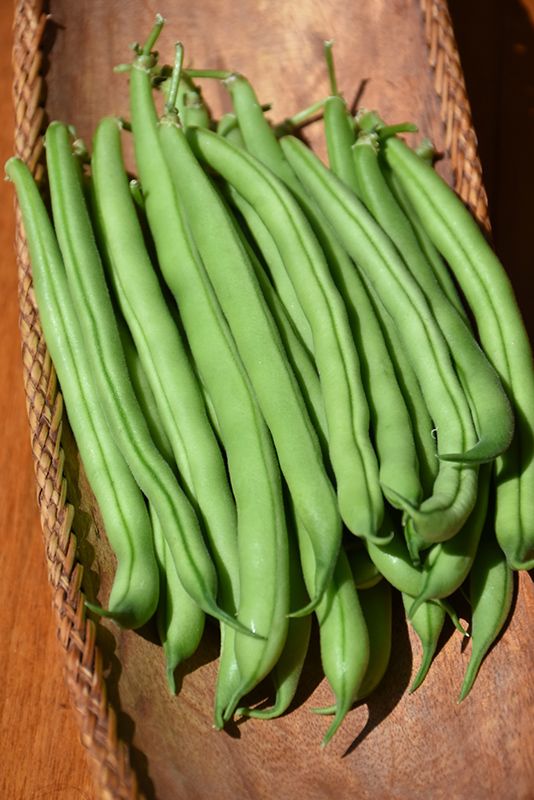 Beans 'Blue Lake Bush' Cell Pak (6)