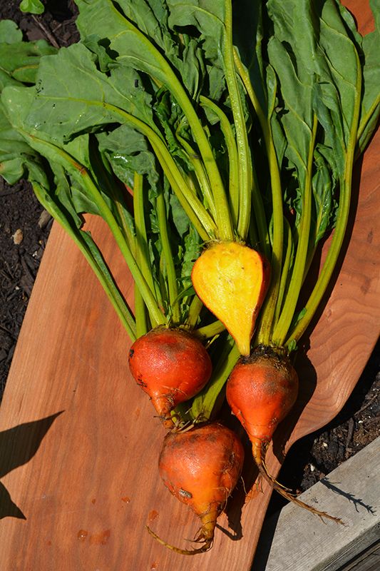 Beets 'Touchstone Gold' Cell Pak (6)