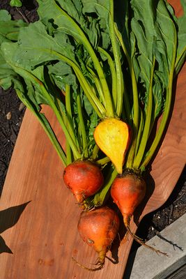 Beets 'Touchstone Gold' Cell Pak (6)