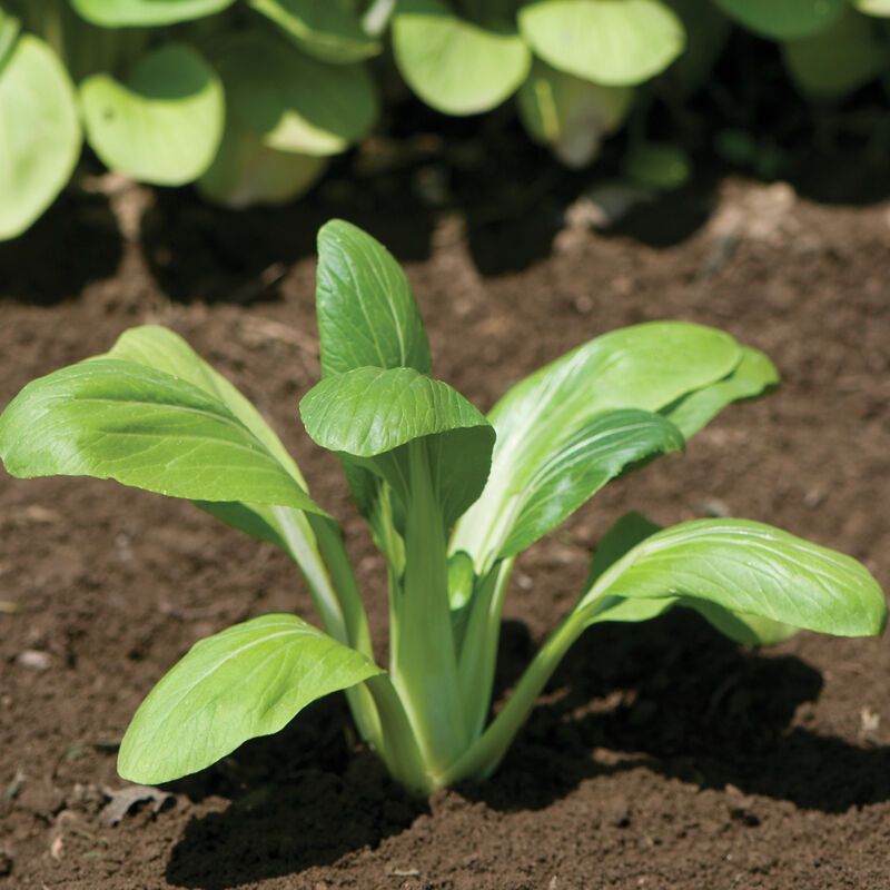 Bok Choi 'Mei Quing' Cell Pak (6)