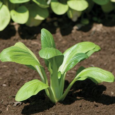 Bok Choi 'Mei Quing' Cell Pak (6)