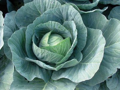 Cabbage 'Thunderhead' Cell Pak (6)