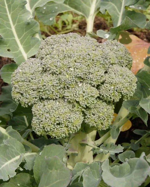 Broccoli 'Green Magic' Cell Pak (6)