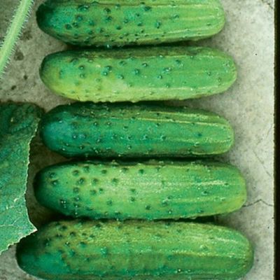 Cucumber 'Cross Country' Cell Pak (4)