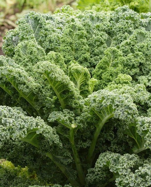 Kale 'Winterbor' Cell Pak (4)