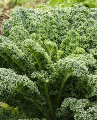 Kale 'Winterbor' Cell Pak (4)