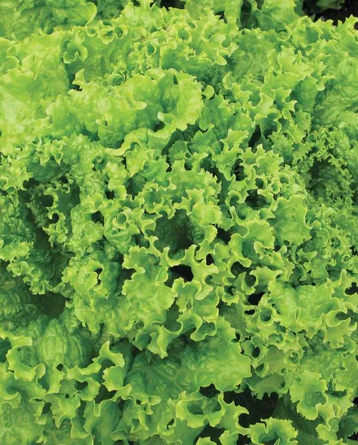 Lettuce 'Grand Rapids' Cell Pak (6)