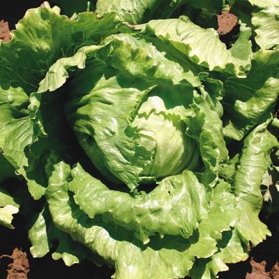 Lettuce 'Mighty Joe' Iceberg Cell Pak (6)