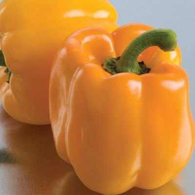 Sweet Pepper 'Sweet Sunrise' Cell Pak (4)