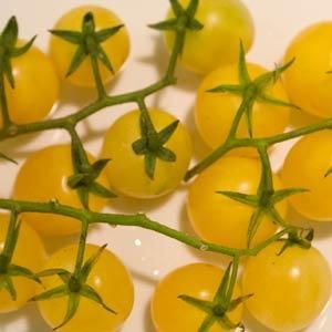 Tomato 'Lemon Cherry' Cell Pak (4)