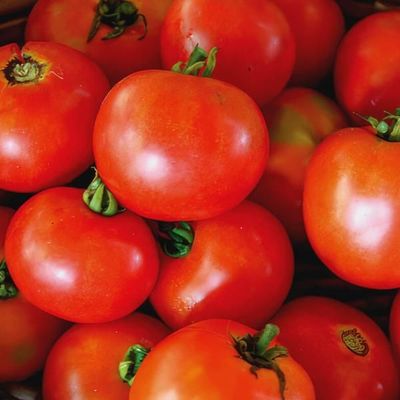 Tomato 'Scotia' Cell Pak (4)