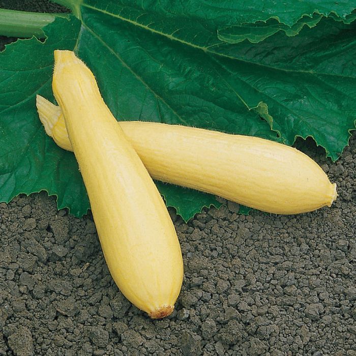 Summer Squash 'Fortune' Cell Pak (4)