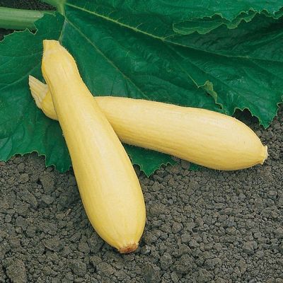 Summer Squash 'Fortune' Cell Pak (4)