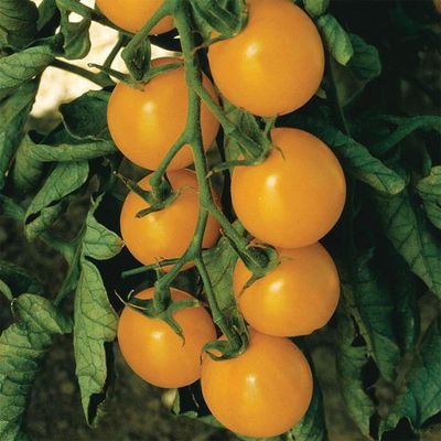 Tomato 'Sweet Gold' Cell Pak (4)