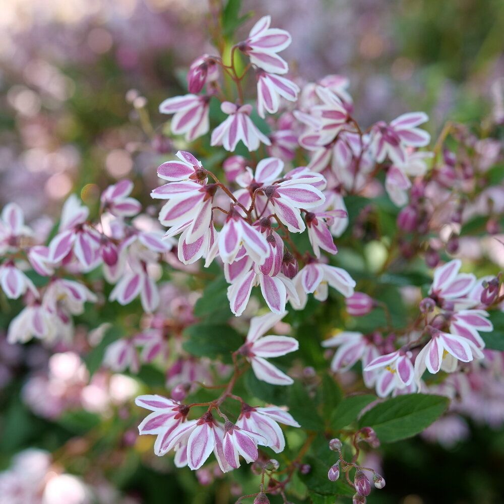 Deutzia 'Yuki Kabuki' 2G