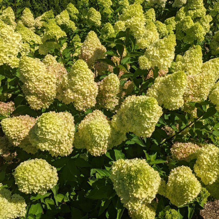 Hydrangea paniculata 'Dragon Baby' (Dwarf Panicle Hydrangea) 2G
