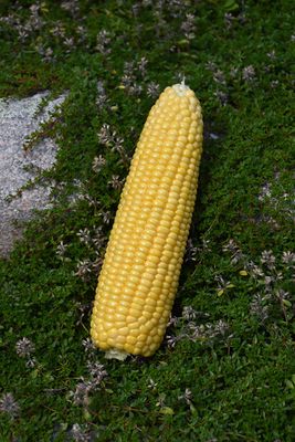 Corn 'Vision' Cell Pak (6)