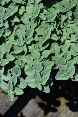 Oregano 'Hot &amp; Spicy' 4 inch Pot