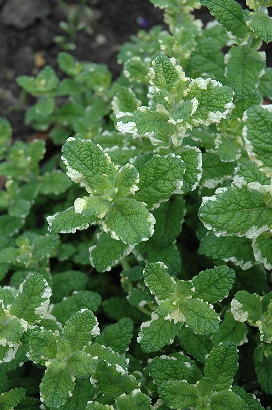 Mint &#39;Pineapple&#39; 6 inch Pot
