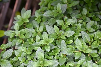Mint 'Peppermint' 6 inch Pot