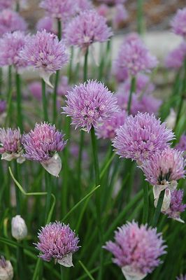 Chives 4 inch Pot